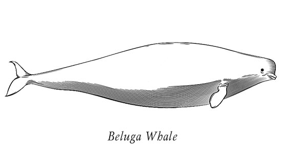 Picture of beluga in English version.